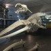 Iziko South African Museum