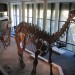 Iziko South African Museum