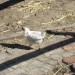 Farmyard Friend