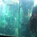 Two Oceans Aquarium