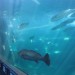 Two Oceans Aquarium