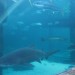 Two Oceans Aquarium