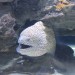 Two Oceans Aquarium