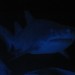 Two Oceans Aquarium