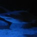 Two Oceans Aquarium
