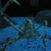 Two Oceans Aquarium