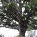 Tree Fort