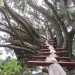 Tree Fort
