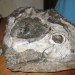 Ganora Fossils