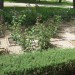 Organice Garden
