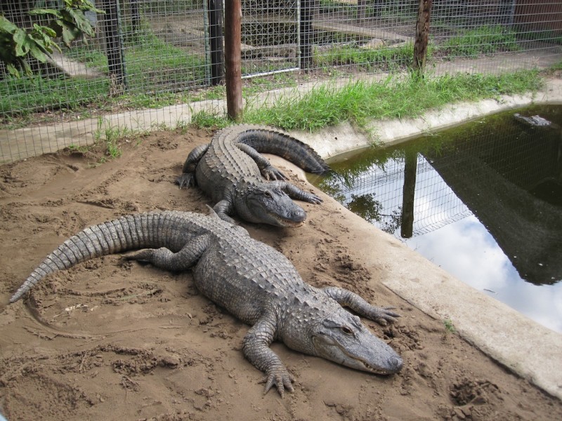 KZN Crocodile Centre | St. Lucia | South Africa | Modern Overland