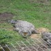 KZN Crocodile Centre