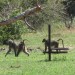 Nwanedi Main Lodge
