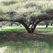 Nwanedi Main Lodge