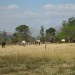 Horse Farm