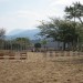 Horse Farm