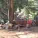Braai