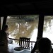 Game Viewing