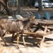 Resident Animals