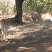 Resident Animals